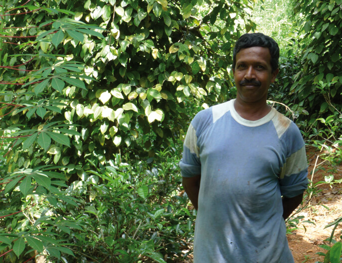 Producteur jardin agroforestier coopÃ©rative SOFA au Sri Lanka - Noix de muscade bio entiÃ¨re 